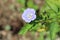 Nicandra physalodes or Apple of Peru flowering plant with open bell shaped pale violet flower next to lantern like inflated