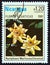 NICARAGUA - CIRCA 1981: A stamp printed in Nicaragua shows Nymphaea `Marliacea Chromat`, circa 1981.