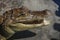 Nicaraguan Caiman crocodilus head also known as cuajipal