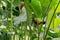 Nicaraguan seed Finch (Oryzoborus nuttingi