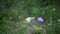 Nice 4k video of white butterfly sitting on summer purple flower at the wind