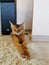 Nice Abyssinian kitten, wild color