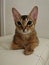 Nice Abyssinian kitten, wild color