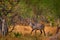 Nice African animal in the nature habitat, Uganda. Wildlife from nature. Evening Africa. Africa wildlife. Waterbuck, Kobus