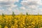 Nice agriculture landscape. Rural scene under sunlight.