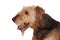 Nice airedale terrier breed dog