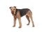 Nice airedale terrier breed dog