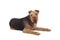 Nice airedale terrier breed dog