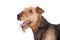 Nice airedale terrier breed dog