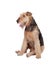 Nice airedale terrier breed dog