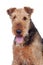 Nice airedale terrier breed dog