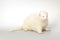 Nice albino ferret posing in studio on background