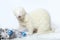 Nice albino male ferret in christmas style with decorations
