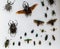 Nice amazing closeup view of many various colorful insects, flies, bugs on light grayish background
