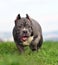 Nice american bully dog in the field