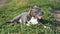 Nice american bully dog in the field