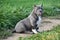 Nice american bully dog in the field