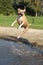 Nice American Staffordshire Terrier Jumping