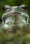 Nice amphibian green European tree frog, Hyla arborea, details of the eyes