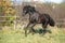 Nice andalusian stallion running on pasturage