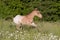 Nice appaloosa foal running