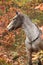 Nice appaloosa mare in autumn forest