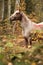 Nice appaloosa mare in autumn forest