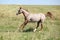 Nice appaloosa mare running