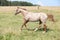 Nice appaloosa mare running