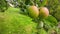 Nice apple tree with red and green apples on branch