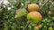 Nice apple tree with red and green apples on branch