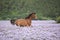 Nice arabian horse running in fiddleneck field