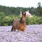 Nice arabian horse standing in fiddleneck field