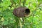 A nice artificial birds nest between brunches in a garden
