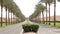 Nice asphalt road lined with palm trees on the sides in Egypt