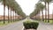 Nice asphalt road lined with palm trees on the sides in Egypt