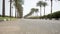 Nice asphalt road lined with palm trees on the sides in Egypt