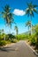 Nice asphalt road with palm trees