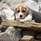 Nice beagle puppy lying on stone