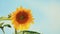 Nice beautiful amazing yellow fresh sunflower on great blue sky background, sunny summer good day with light breeze.