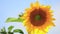 Nice beautiful amazing yellow fresh sunflower on great blue sky background, sunny summer good day with light breeze.