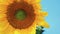 Nice beautiful amazing yellow fresh sunflower on great blue sky background, sunny summer good day with light breeze.