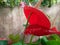 Nice beautifull anthurium flower in srilanka