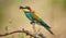 A nice bee-eater with many colors