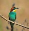 A nice bee-eater with many colors