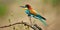 A nice bee-eater with many colors