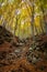 Nice beech forest in autumn in Spain, mountain Montseny