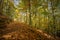 Nice beech forest in autumn in Spain, mountain Montseny