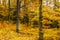 Nice beech leaves colors of the autumn forest in Czech Republic