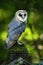 Nice bird barn owl, Tito alba, sitting on stone fence in forest cemetery, nice blurred light green the background